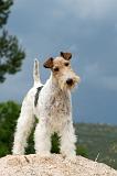 FOX TERRIER 609